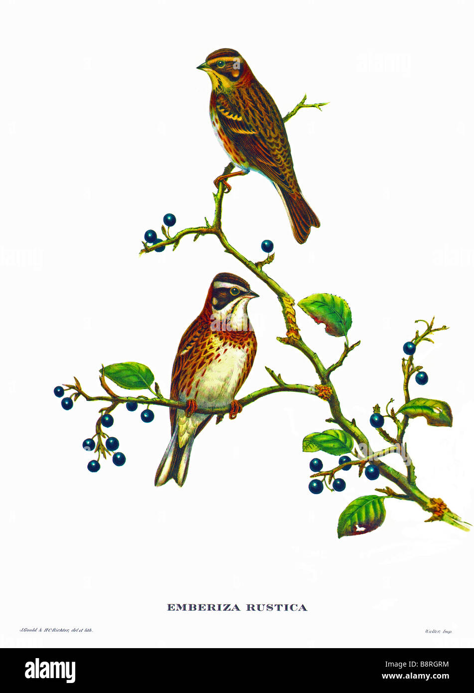 Waldammer, Emberiza rustica Stockfoto