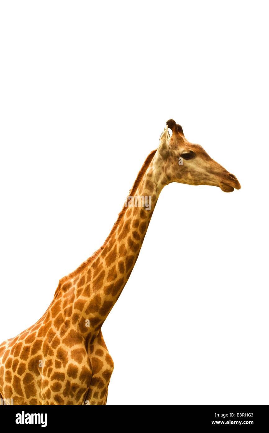 Giraffe isoliert Stockfoto