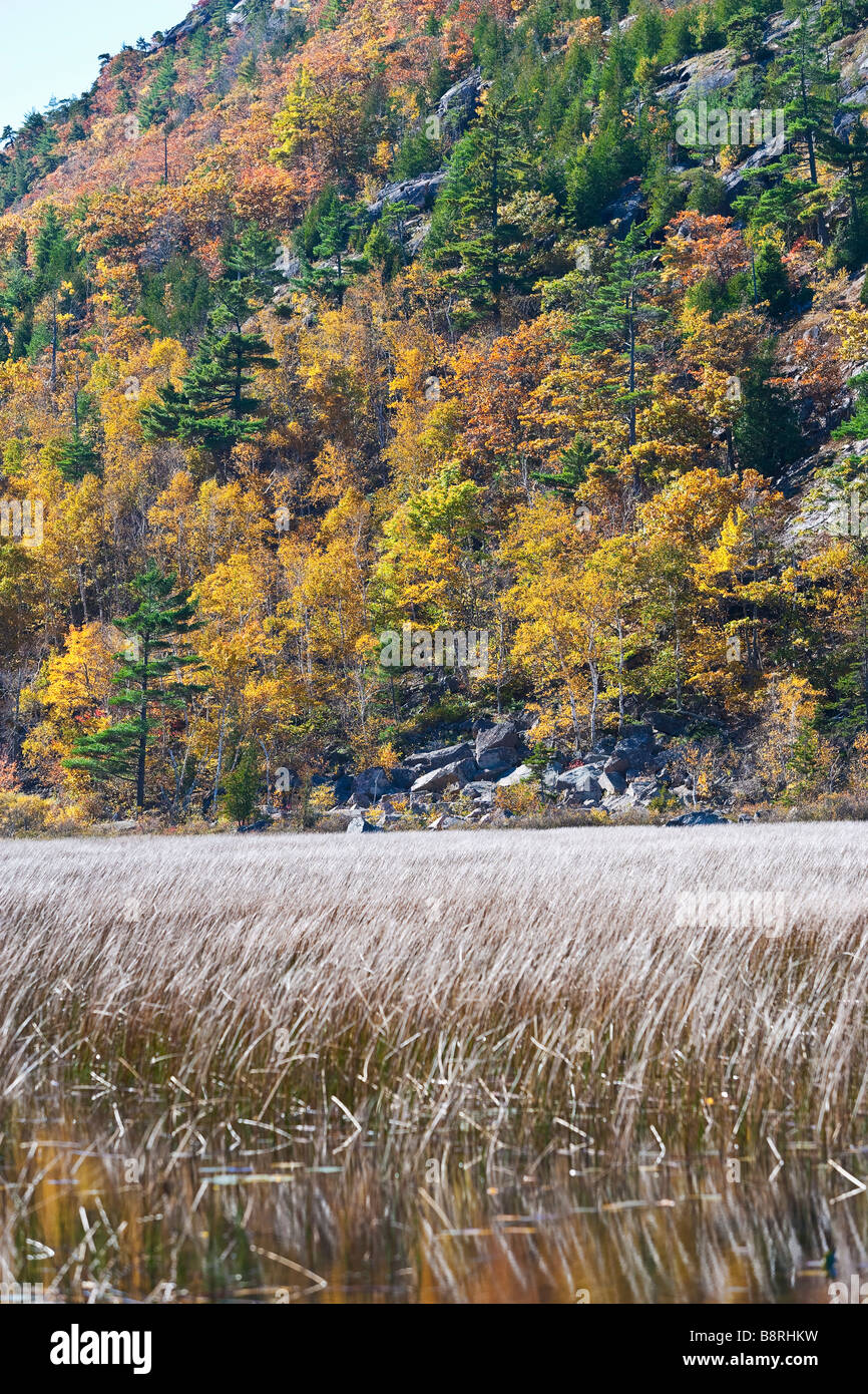 Meer von Schilf im Teich Stockfoto