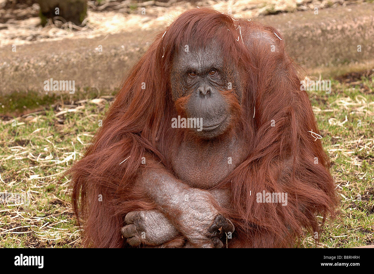 Weibliche Bornean Orangutan Stockfoto