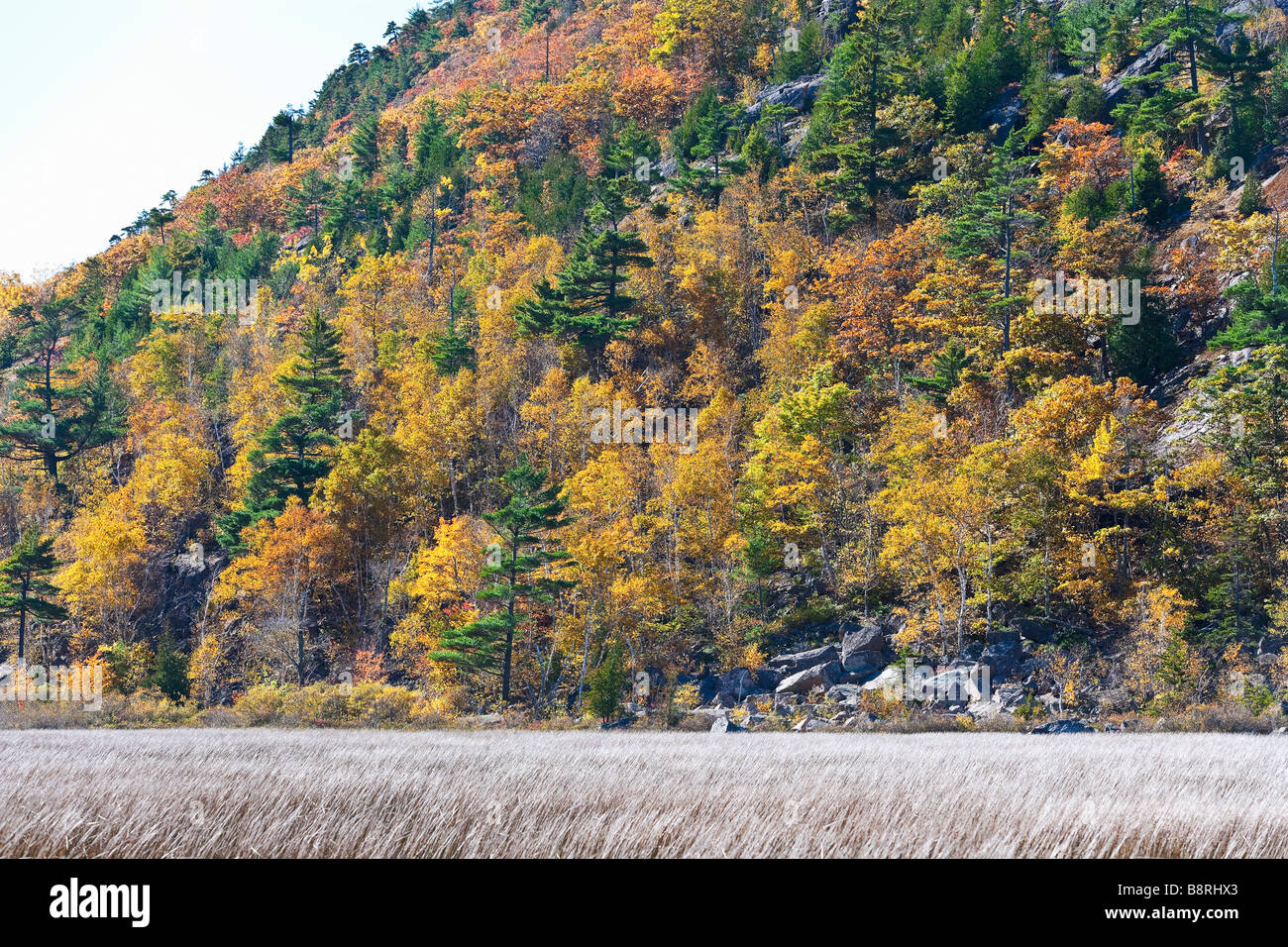 Meer von Schilf im Teich Stockfoto