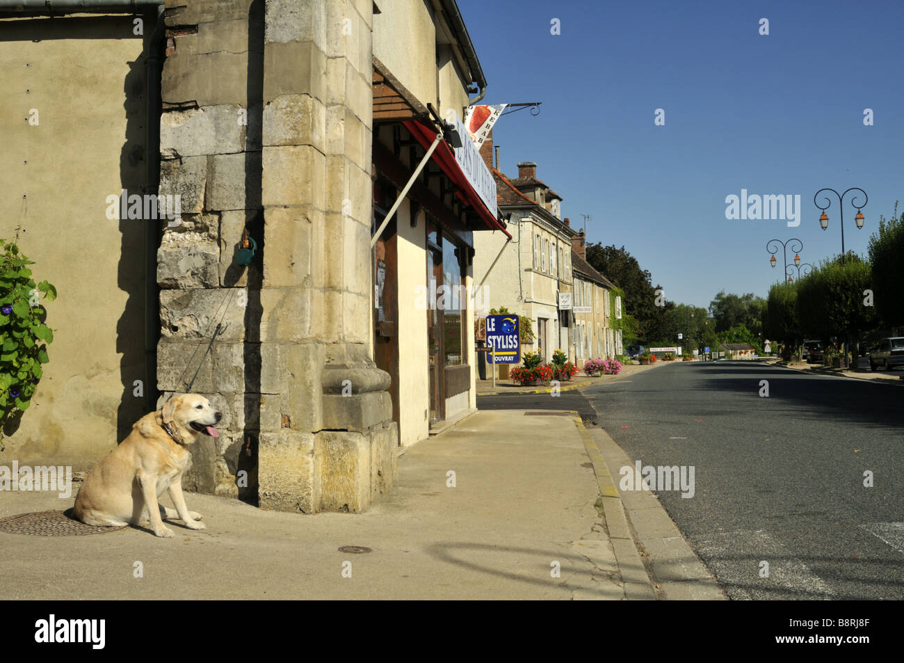 Ein Hund wartet auf seinen Besitzer in der burgundischen Stadt von Pontigny, Frankreich. Stockfoto