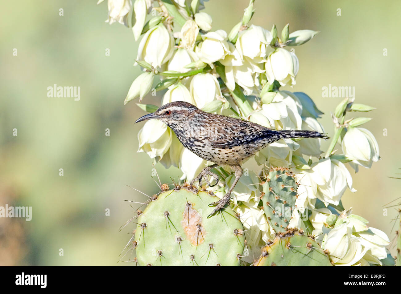 Kaktus-Zaunkönig auf Yucca Blumenstiel Stockfoto