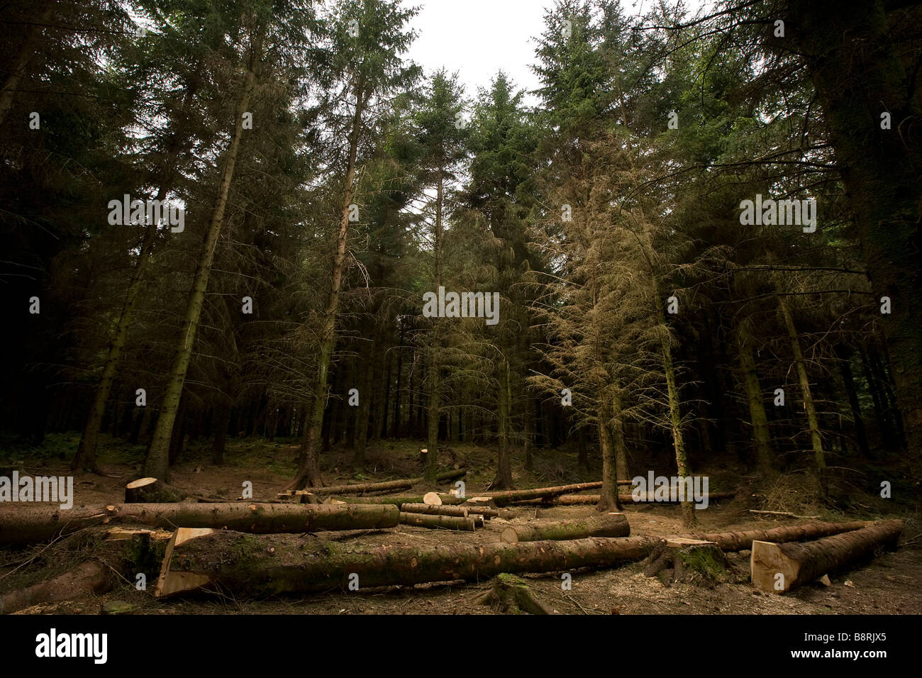 Gefällte Bäume Gwydyr Wald Snowdonia Gwynedd North Wales UK Stockfoto