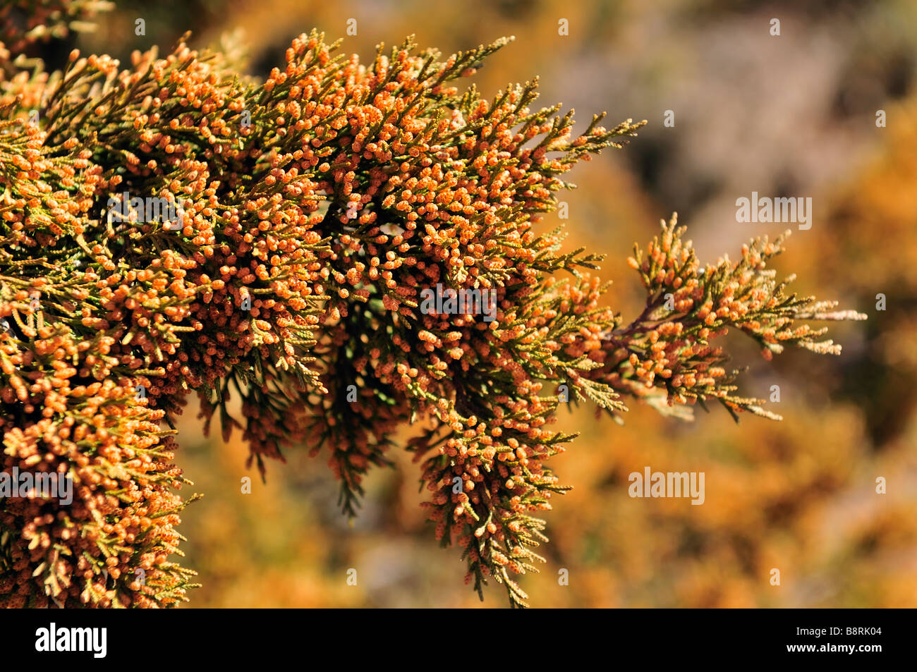 Eastern Redcedar Zweig mit Pollen geladen. Oklahoma, USA. Stockfoto