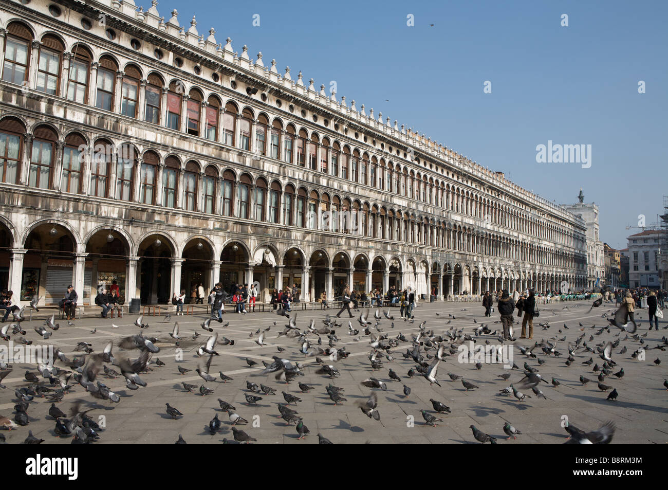 Vögel fliegen in den Markusplatz, Venedig Stockfoto