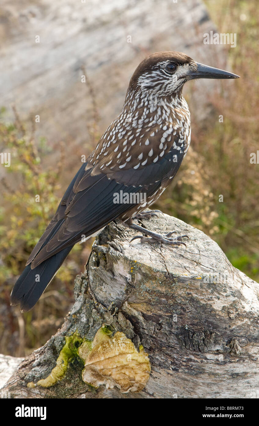 Gefleckte Nussknacker auf Baumstumpf Stockfoto