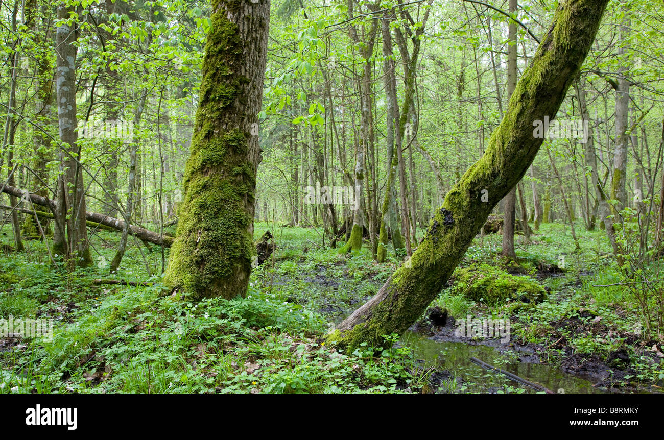 Frühling Laub Stand von Białowieża Wald Landschaftsschutzgebiet mit zwei alten Bäumen im Vordergrund Stockfoto