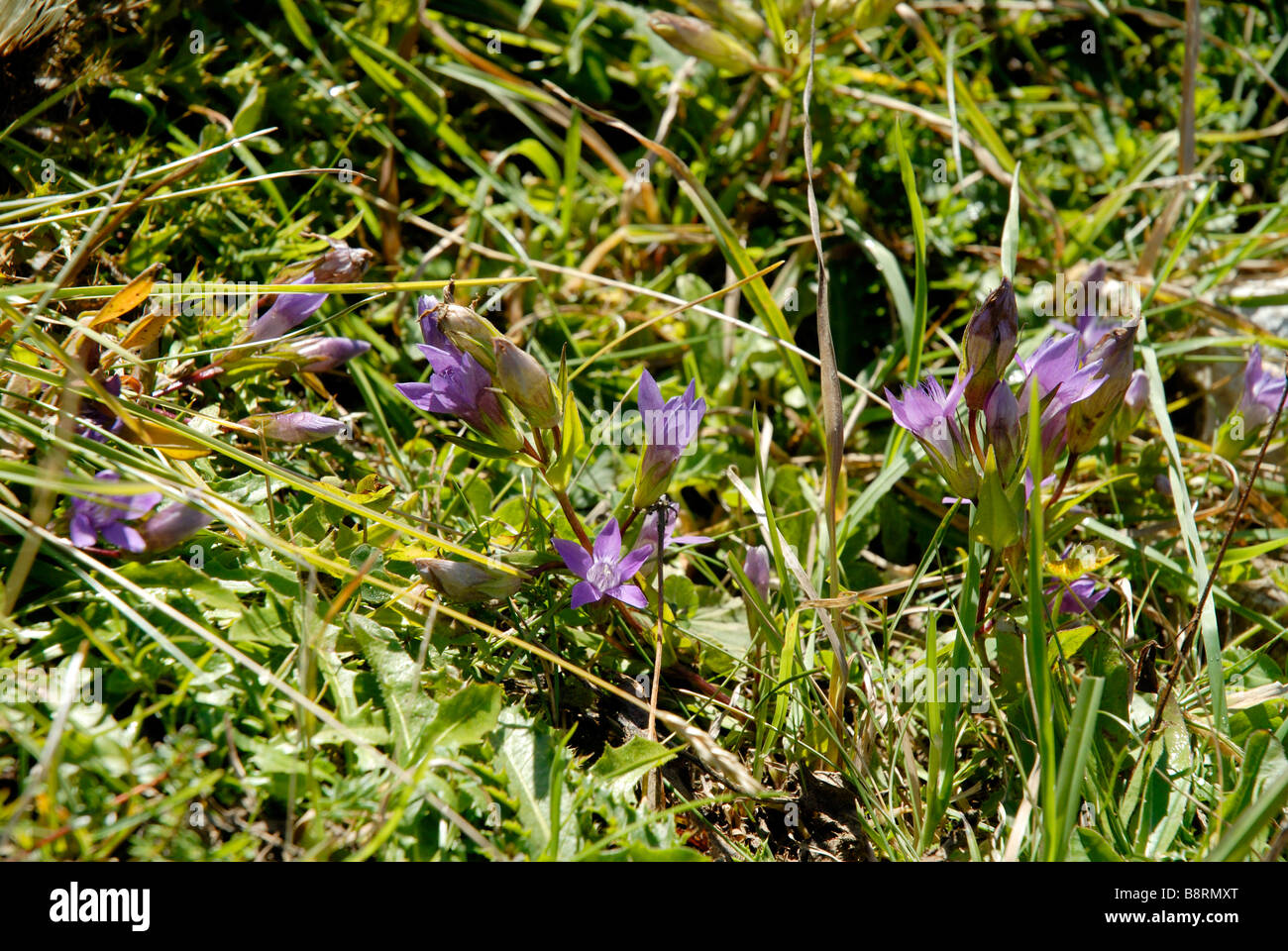 Enzian-Blüten in Bergen in der Nähe von Salzburg in Österreich von den Untersberg. Stockfoto