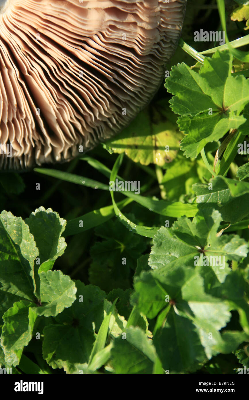 einem einzigen Pilzzucht lange Gras im Feld Stockfoto