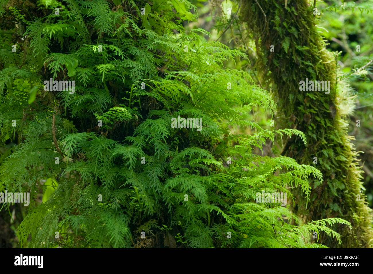 Moosbewachsenen Bäumen, gemäßigten Regenwald, Nationalpark Chiloé, Chiloé Insel, CHILE Stockfoto