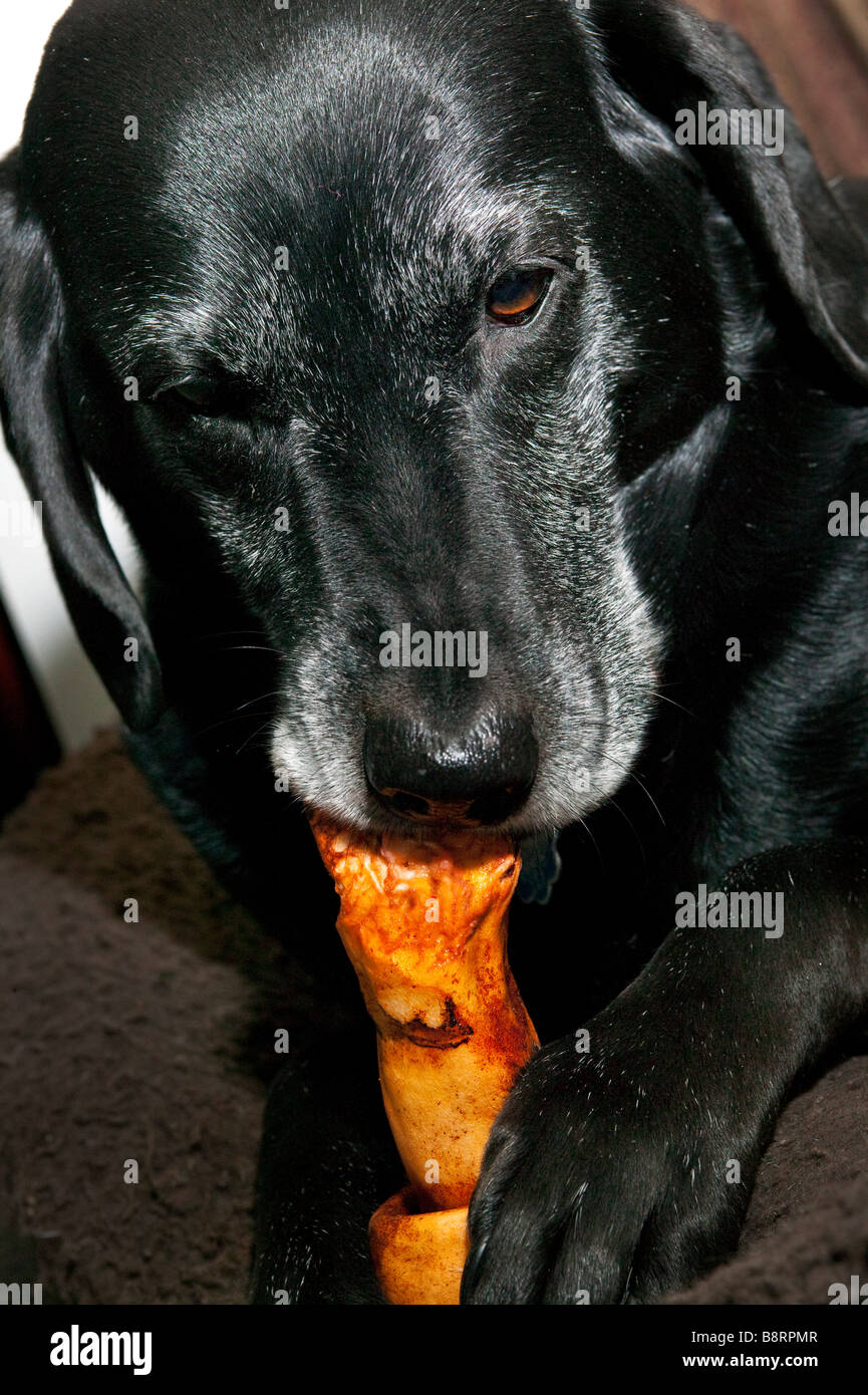 Ein schwarzer Labrador Hund an einem Rohhaut Knochen kauen. Stockfoto