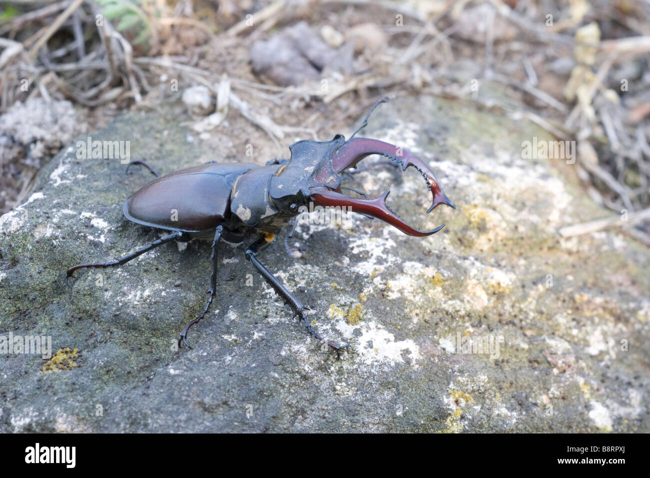 Hirschkäfer Lucanus cervus Stockfoto