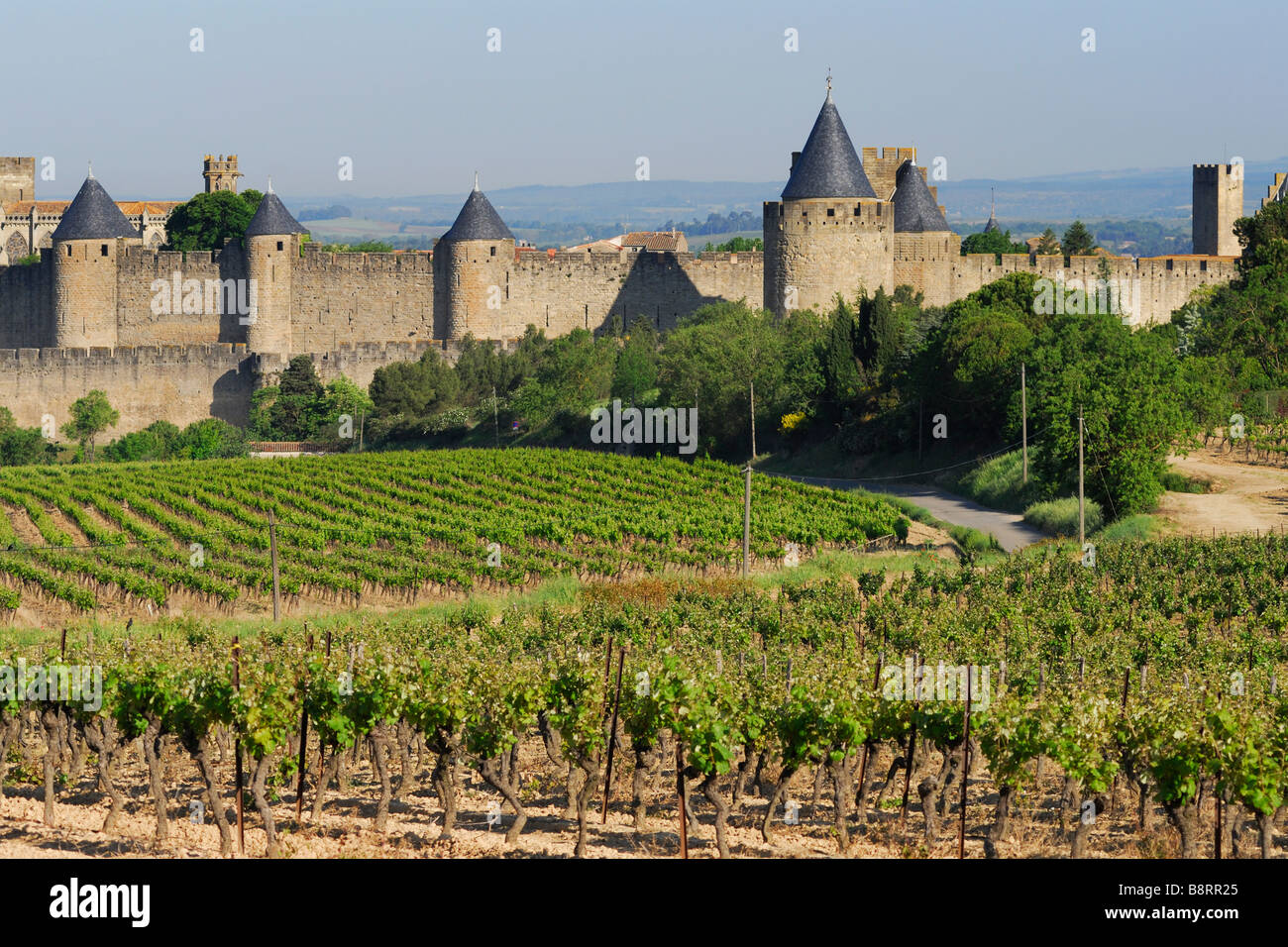 Carcassonne Frankreich Traube Reben und den mittelalterlichen Mauern Cité Stockfoto