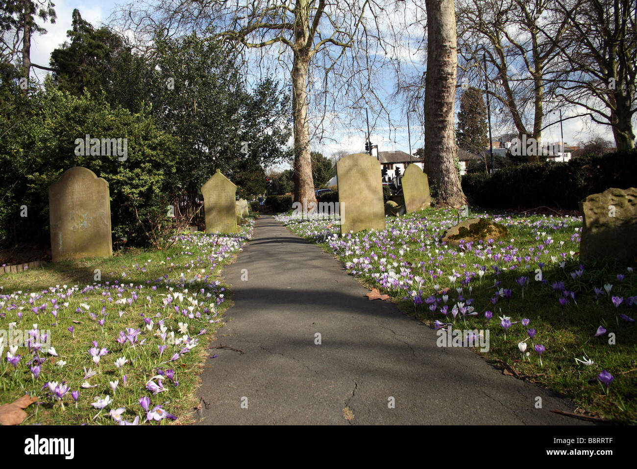 Krokusse blühen auf dem Friedhof von St. Mary mit St. Alban-Kirche Teddington Stockfoto