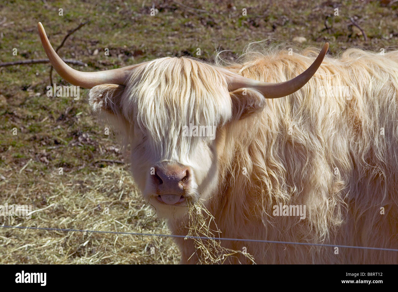 Kopfschuss von einem schottischen Highlander Stier. Stockfoto