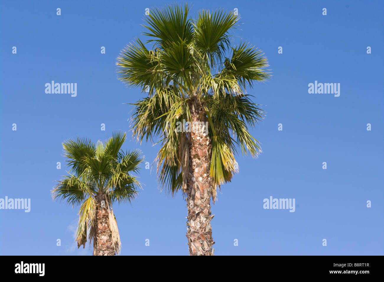 Palmen gegen einen blauen Himmel-Spanien Stockfoto