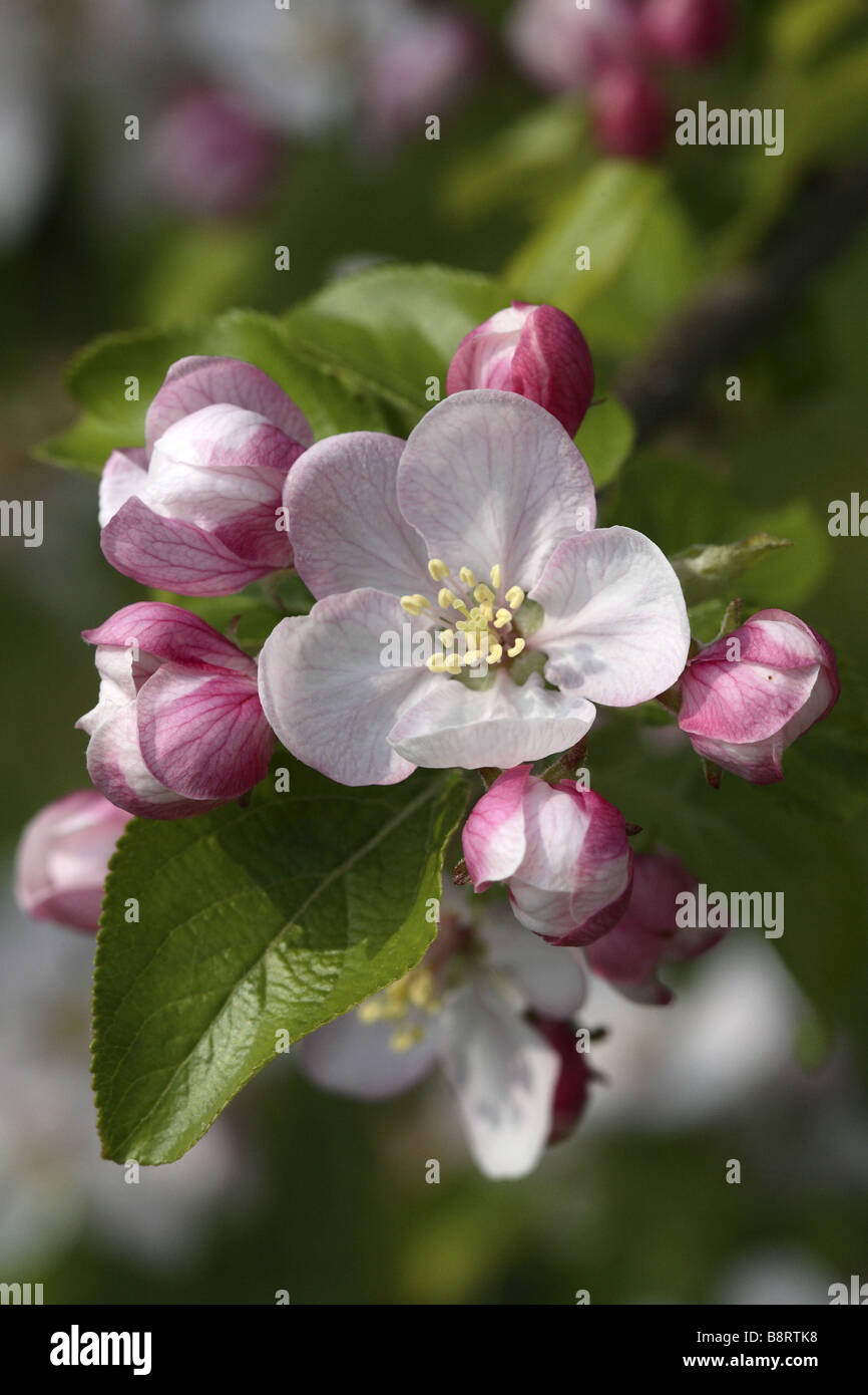 Apple Blossom Stockfoto