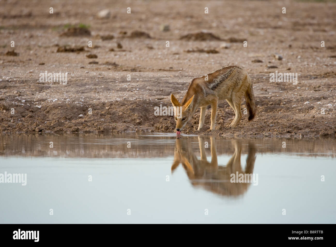 Afrika Botswana Nxai Pan National Park schwarz unterstützt Schakal Canis Mesomelas trinken aus Wasserloch im Morgengrauen Stockfoto