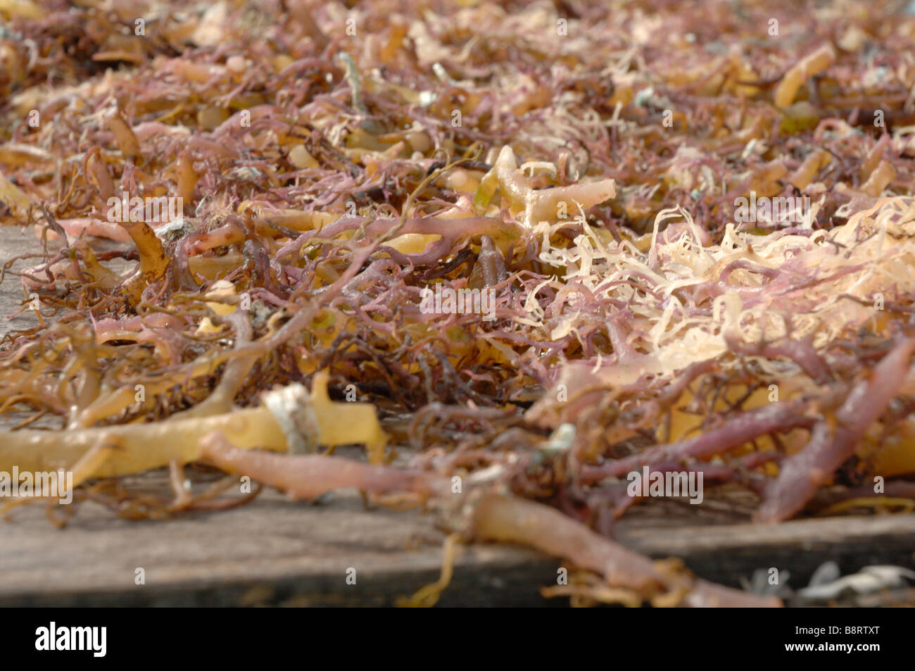 Trocknung von Algen am Haus Plattform Semporna Sulusee Malaysia Sout-Ost-Asien Stockfoto