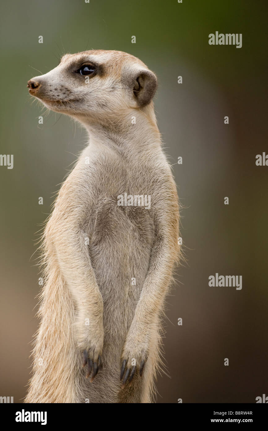 Afrika Namibia Keetmanshoop Erwachsenen Meerkat Suricate Suricatta draußen Fuchsbau in der Namib-Wüste Stockfoto