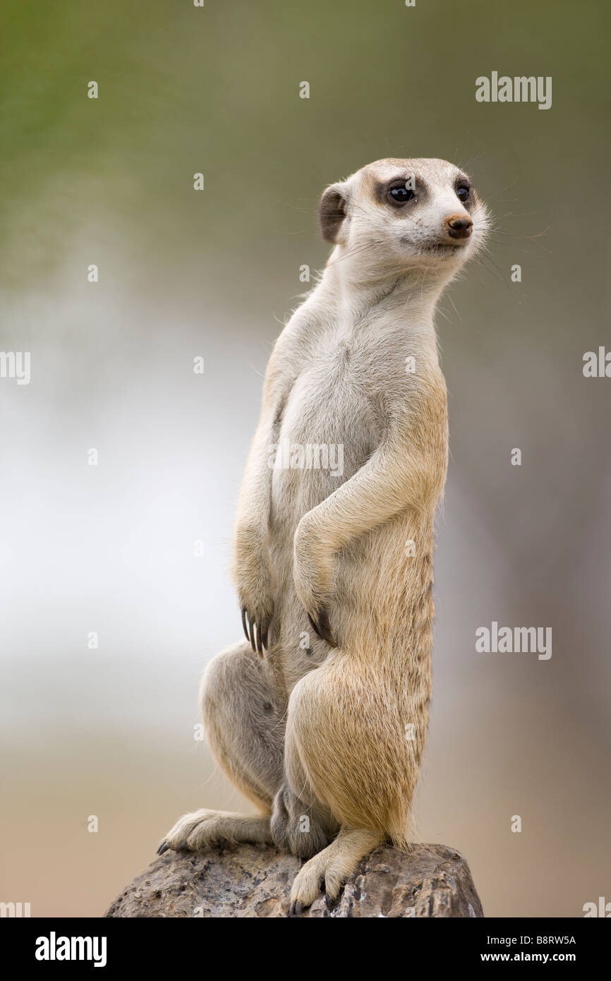 Afrika Namibia Keetmanshoop Erwachsenen Meerkat Suricate Suricatta draußen Fuchsbau in der Namib-Wüste Stockfoto