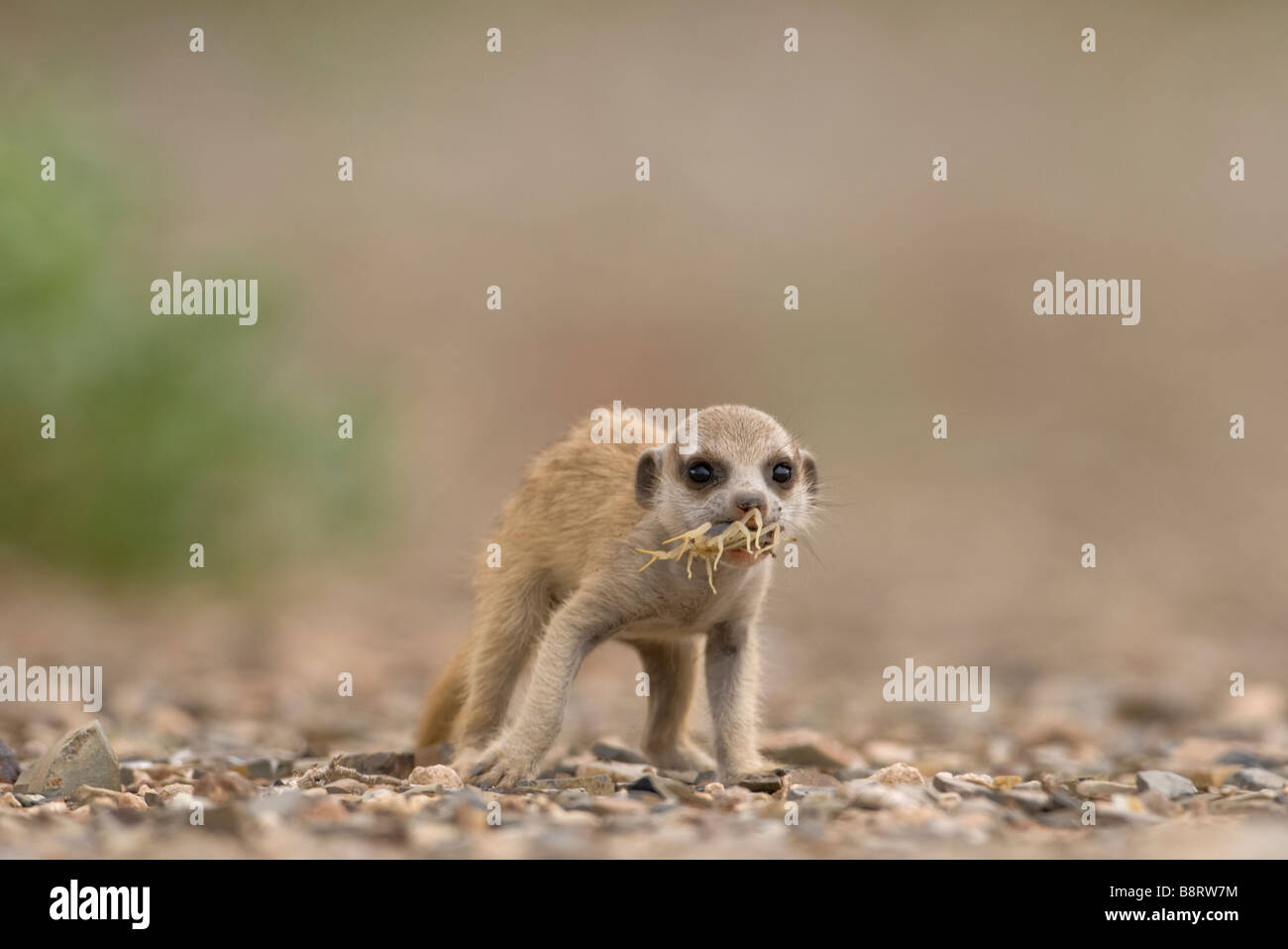 Afrika Namibia Keetmanshoop Meerkat Pup Suricate Suricatta essen kleine Skorpion gefangen in der Namib-Wüste Stockfoto