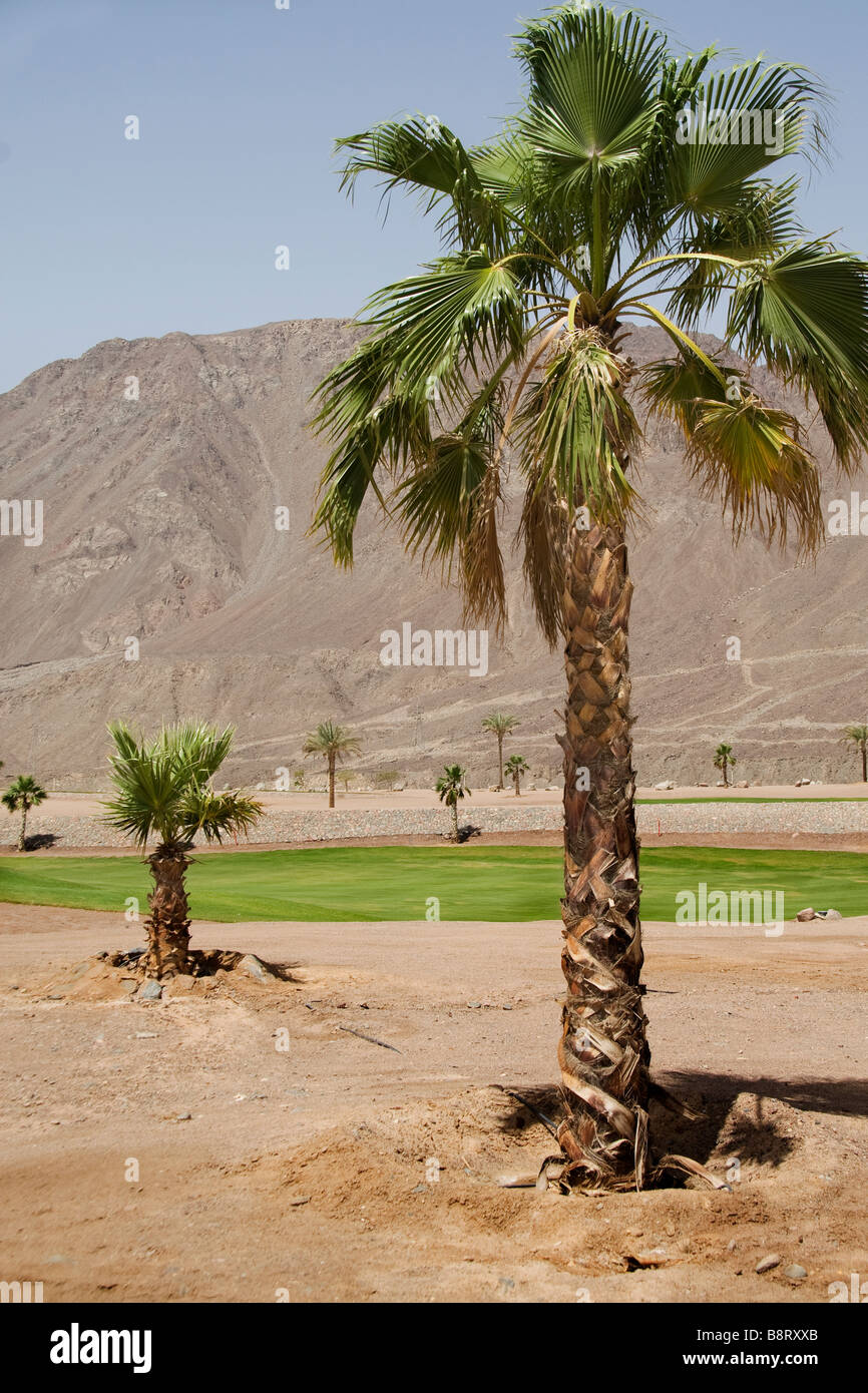 Ein Golfplatz in der Wüste im Taba Heights Resort in Ägypten, mit der Sinai-Bergen im Hintergrund Stockfoto