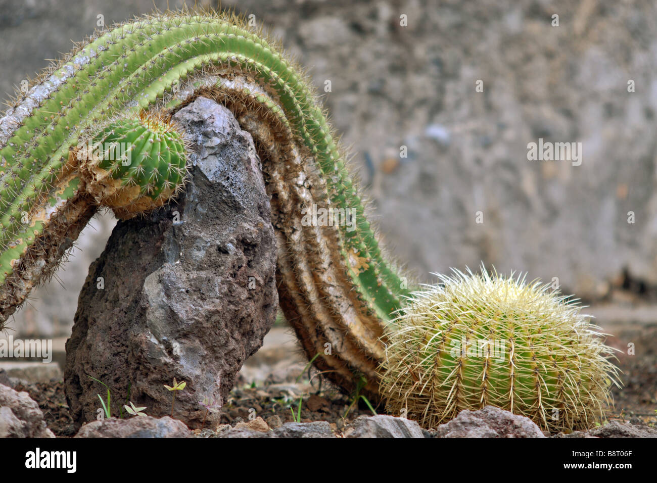 mammillaria mammillaris Mammillaria hertrichiana L086