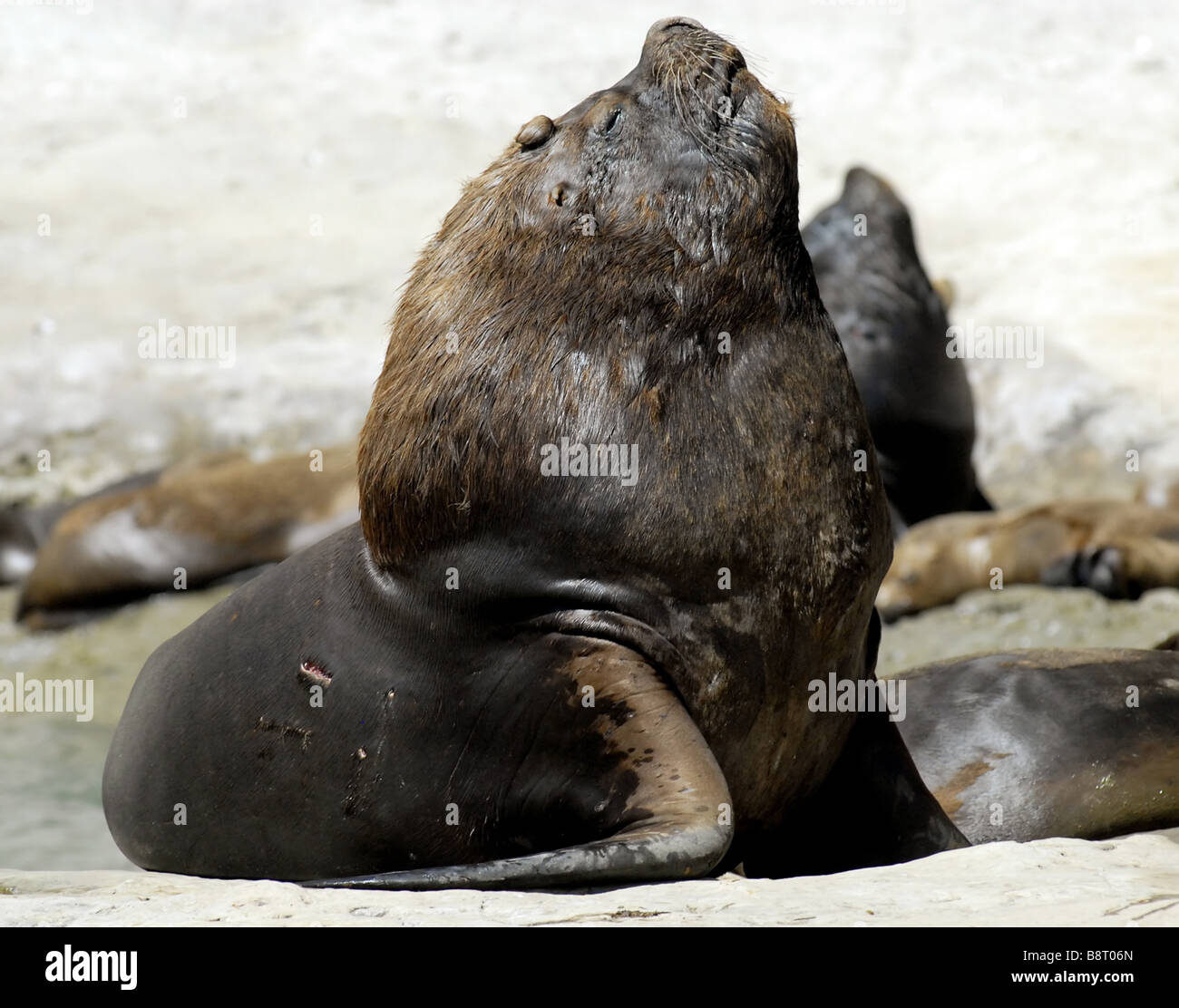 South American Seelöwe (Otaria Byronia), Bull, Argentinien, Valdez Halbinsel Stockfoto