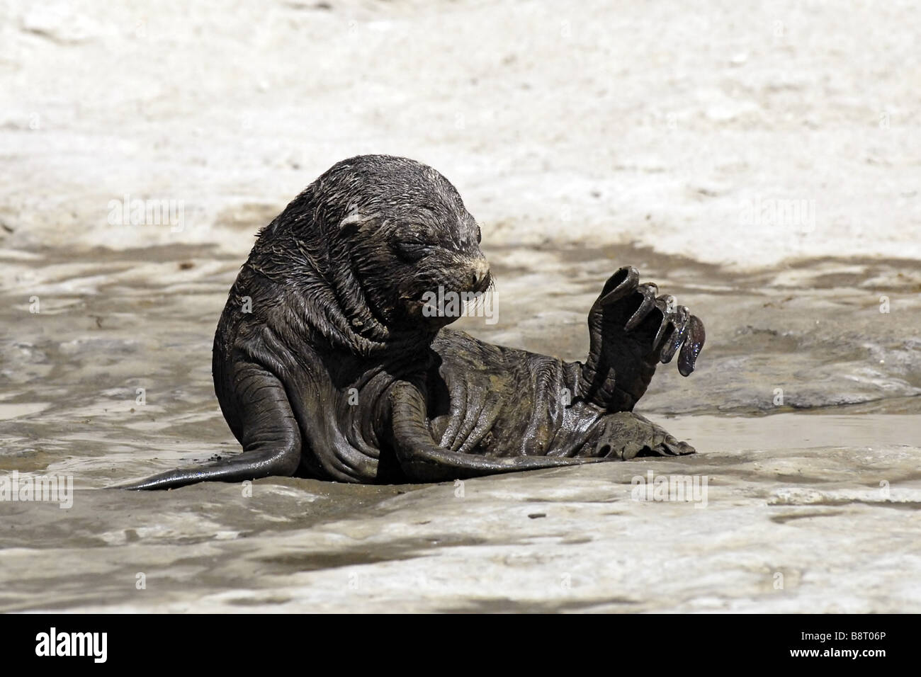 South American Seelöwe (Otaria Byronia), Baby, Argentinien, Valdez Halbinsel Stockfoto