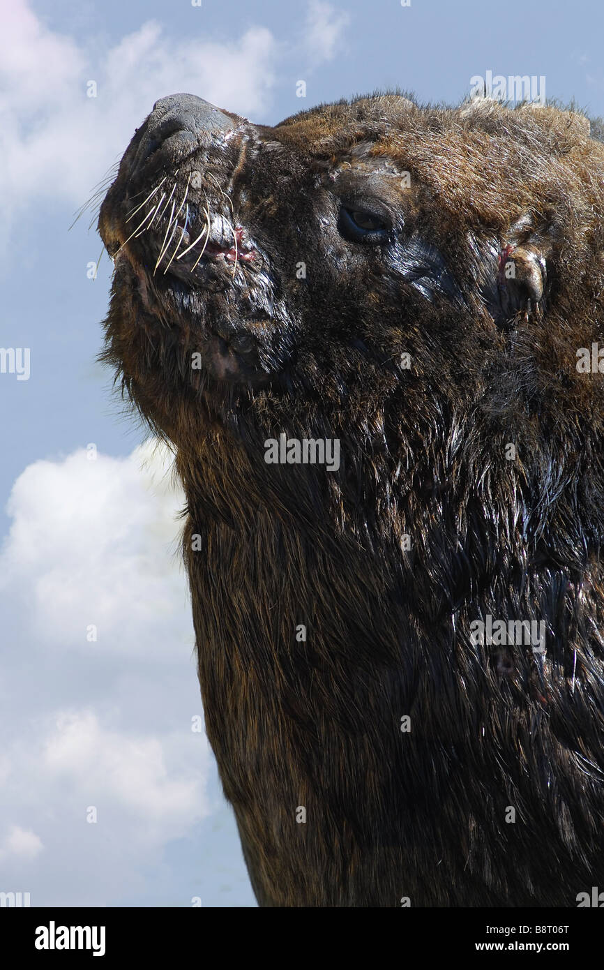 South American Seelöwe (Otaria Byronia), Bull, Argentinien, Valdez Halbinsel Stockfoto