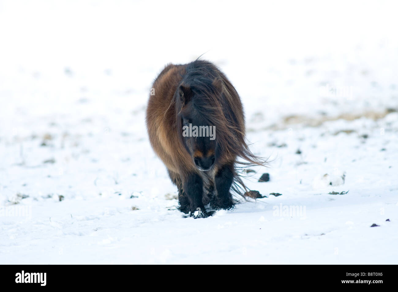 Miniatur-Shetland-Ponys im Schnee UK Stockfoto