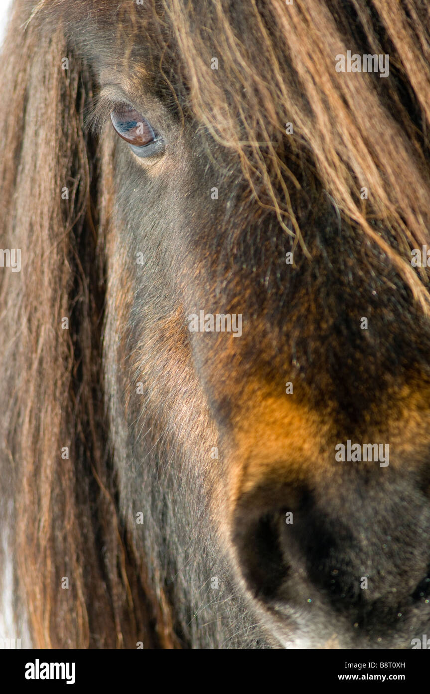 Miniatur-Shetland-Ponys im Schnee UK Stockfoto