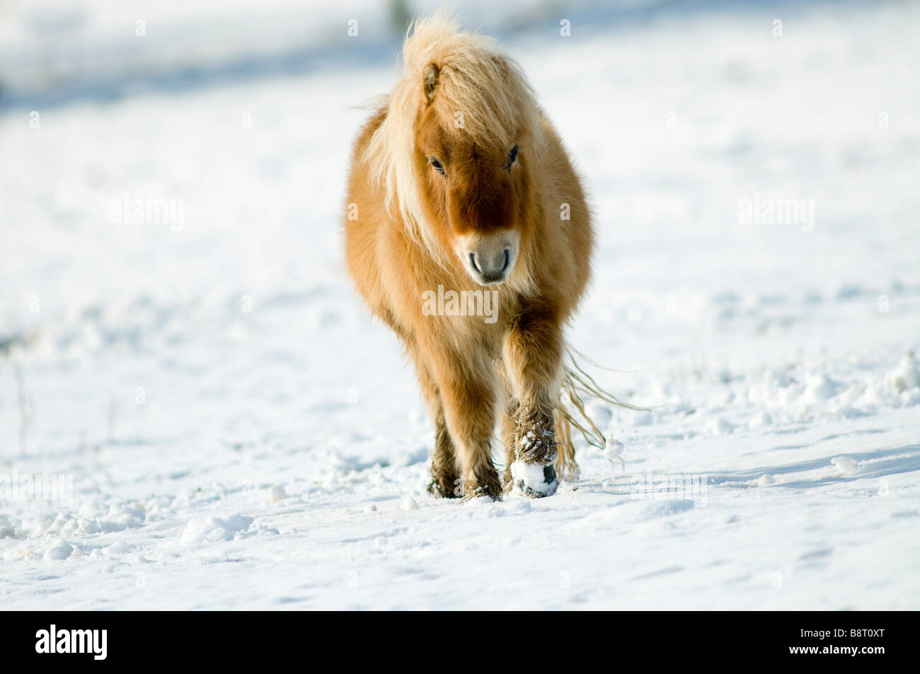 Shetland-Ponys im Schnee Stockfoto