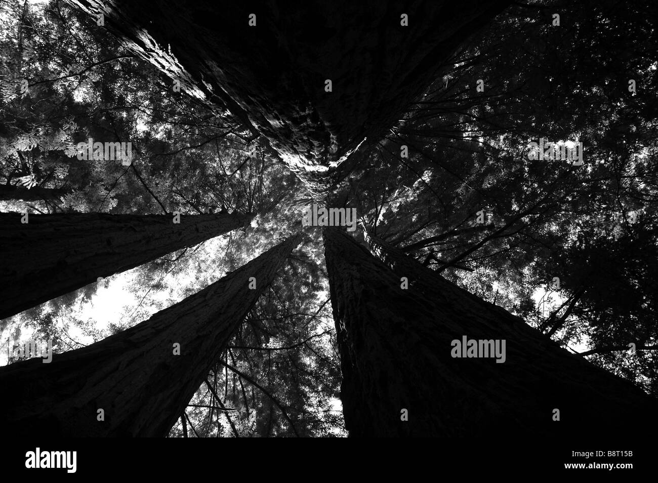 Baum Wald Stockfoto