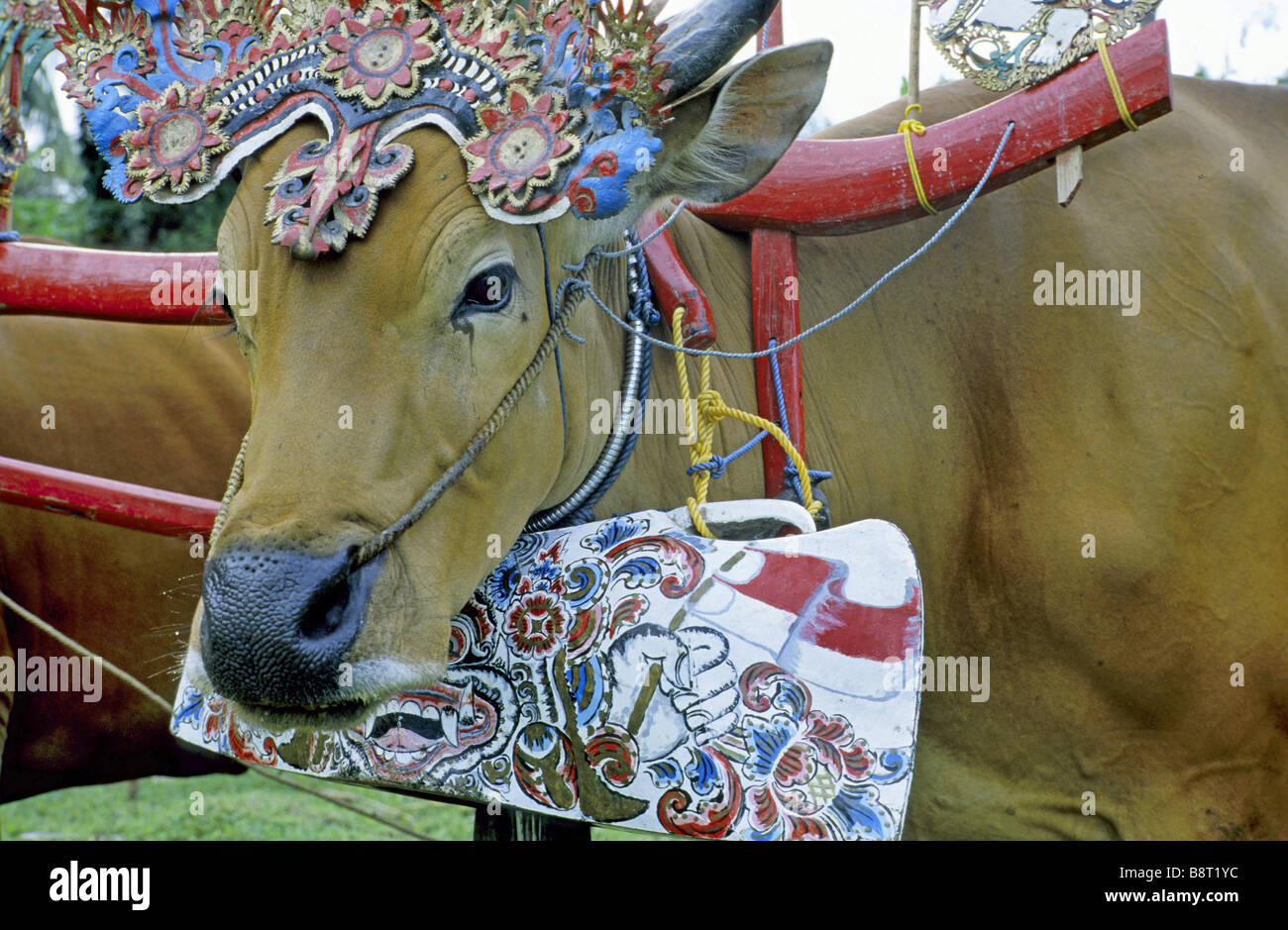 Asiatische Wasserbüffel, wilde Wasserbüffel, Carabao (Bubalus