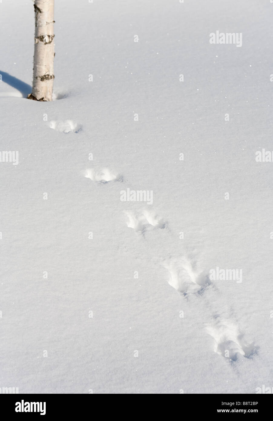 Europäische rote Eichhörnchen ( sciurus vulgaris ) Spuren auf Schnee im Winter , Finnland Stockfoto