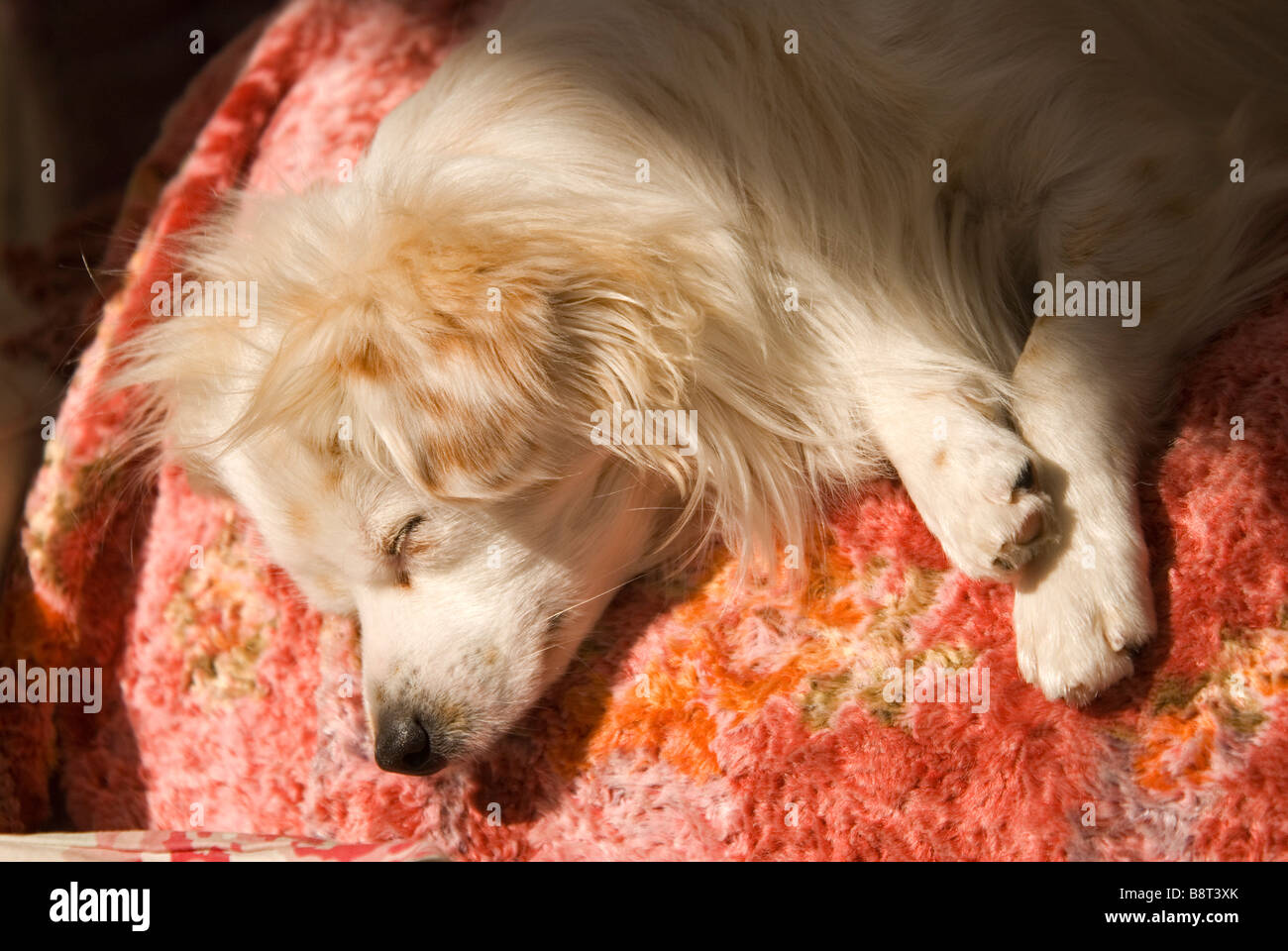 Kleiner weißer Hund schlafend auf Rückseite sofa Stockfoto