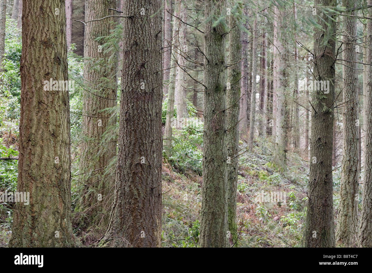 Wald Stockfoto