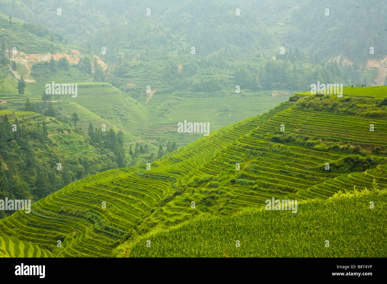 Reis-Terrassen in Longsheng, Provinz Guangxi, China. Stockfoto