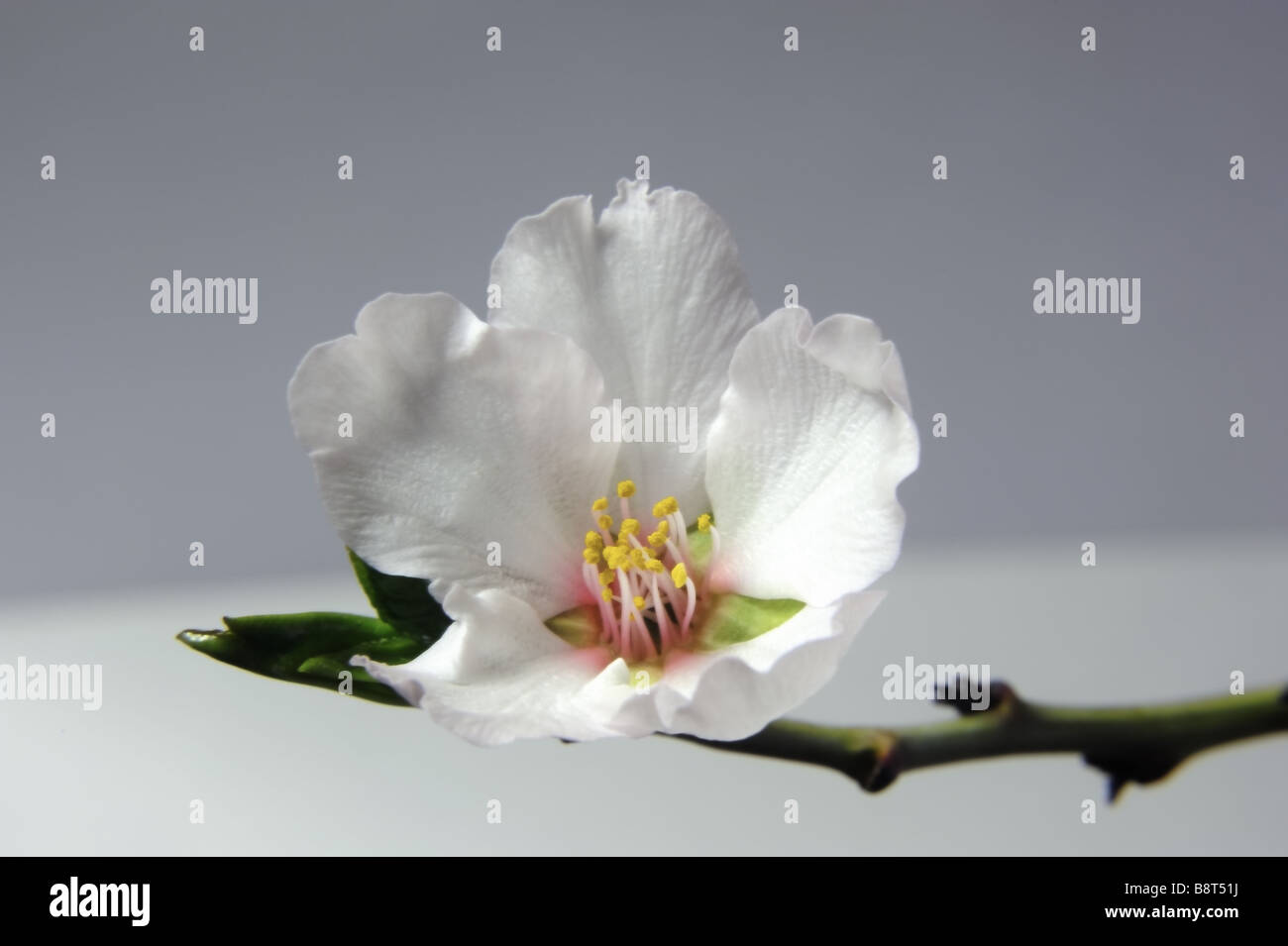 Mandelbaum Blüte.  Stock Fotografie von cahyman Stockfoto