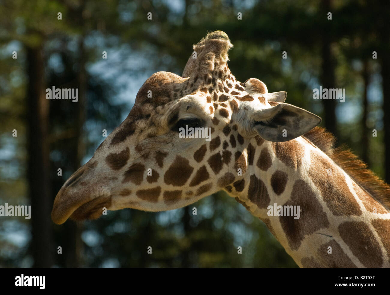 Porträt einer Giraffe Stockfoto