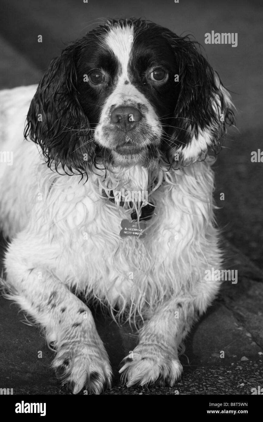 Englisch Springer Spaniel, braun und Leber, braun und weiß, Hund, Gun Dog, energisch, aktiv, hart, Feldarbeit, wachsam eifrig, gut aussehend, Haustier Stockfoto