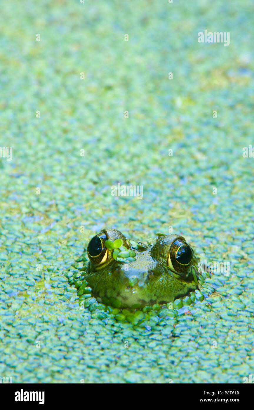 Grüner Frosch in einem Wasserlinsen Teich getaucht Stockfoto