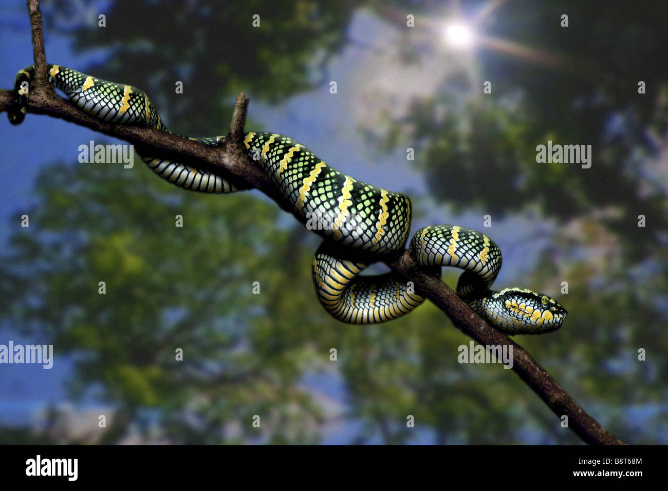 Wagler Grubenotter Wagler Palm Viper (Trimeresurus Wagleri, Tropidolaemus Wagleri), auf einem Zweig, Malaysia Stockfoto