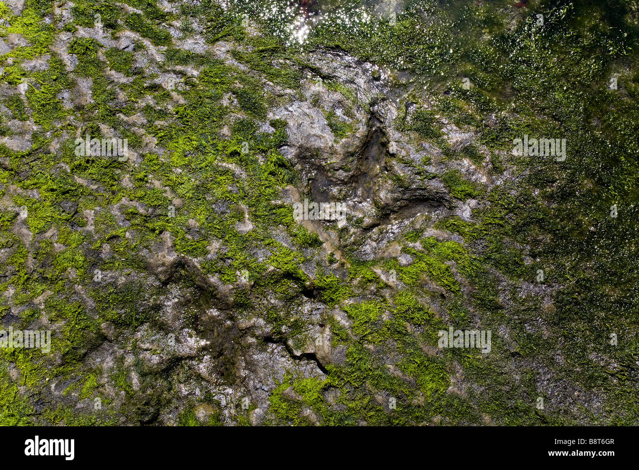 Grundfläche des riesigen Jurassic Dinosaurier Megalosaurus, Staffin Bay, Isle Of Skye, Schottland Stockfoto