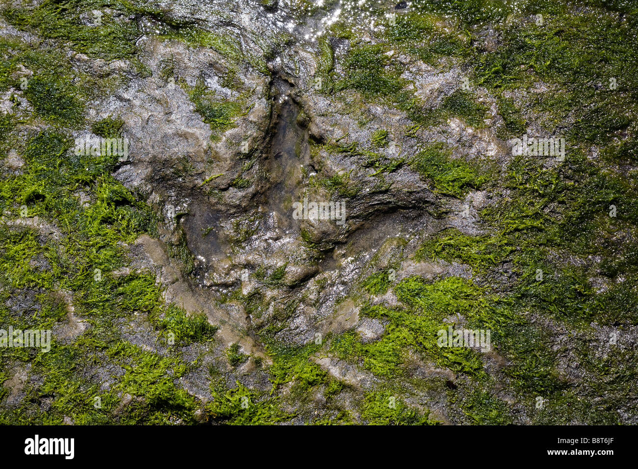 Grundfläche des riesigen Jurassic Dinosaurier Megalosaurus, Staffin Bay, Isle Of Skye, Schottland Stockfoto