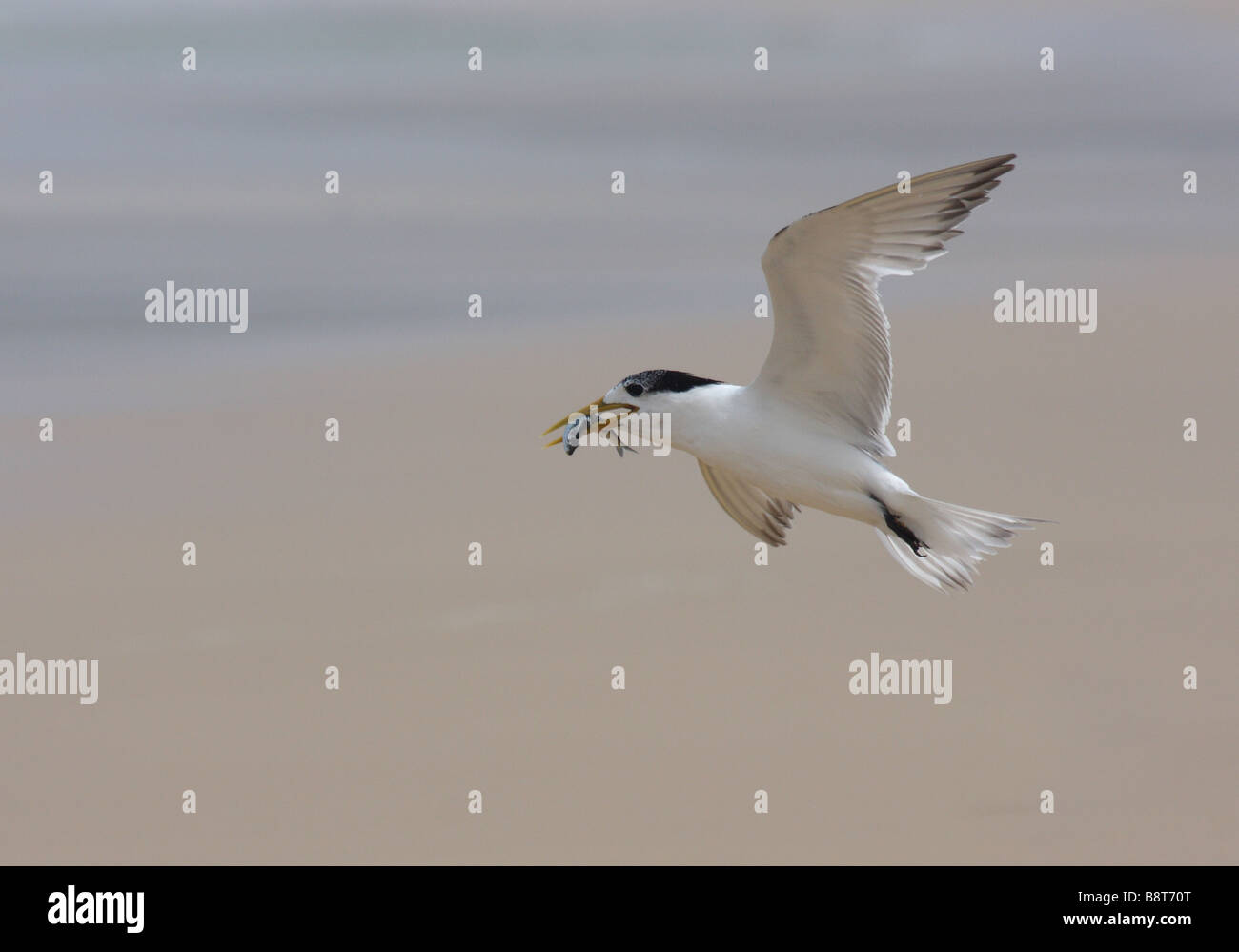 Tern, die Landung am Strand mit Fisch im Schnabel Crested Stockfoto