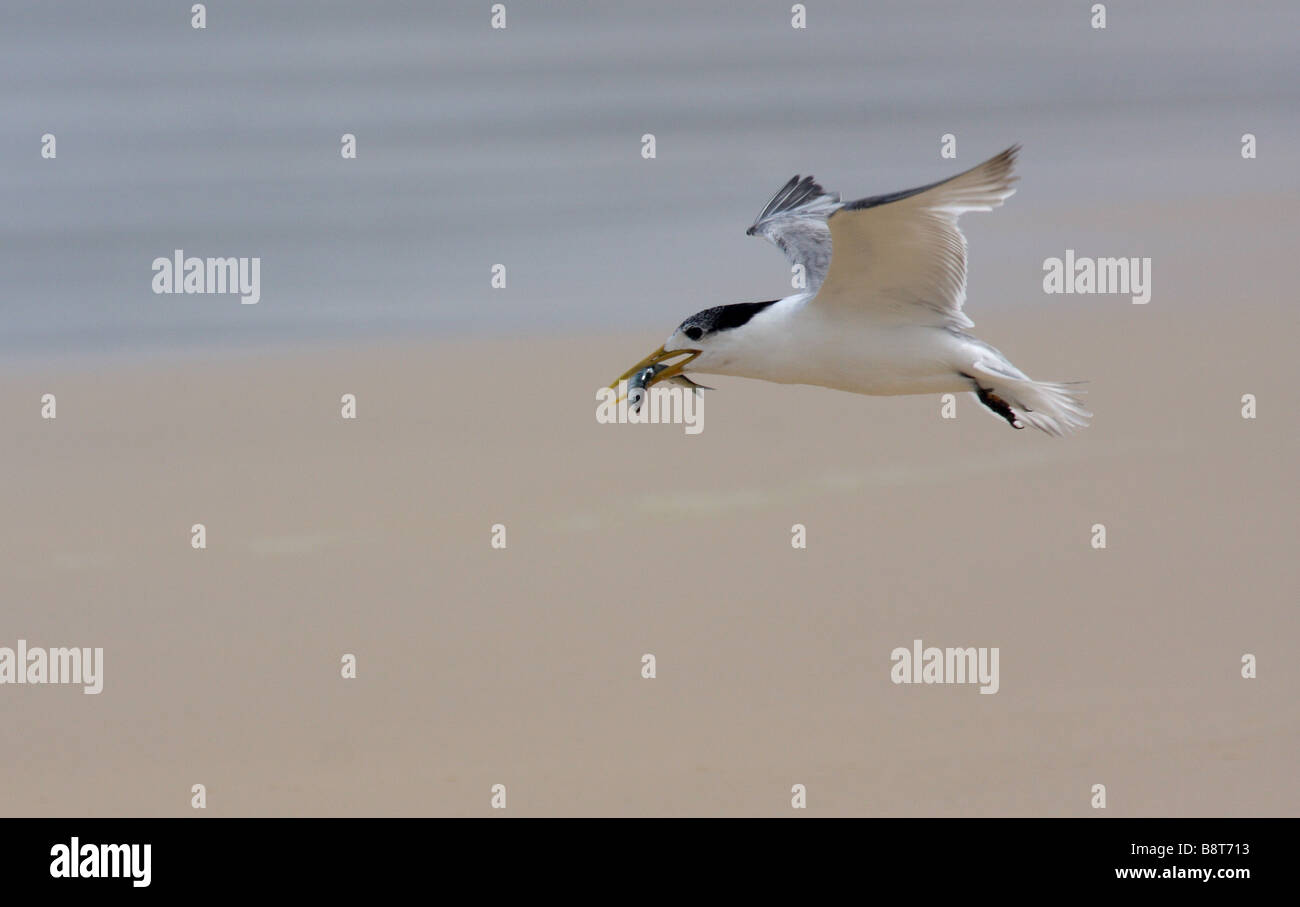 Tern, die Landung am Strand mit Fisch im Schnabel Crested Stockfoto